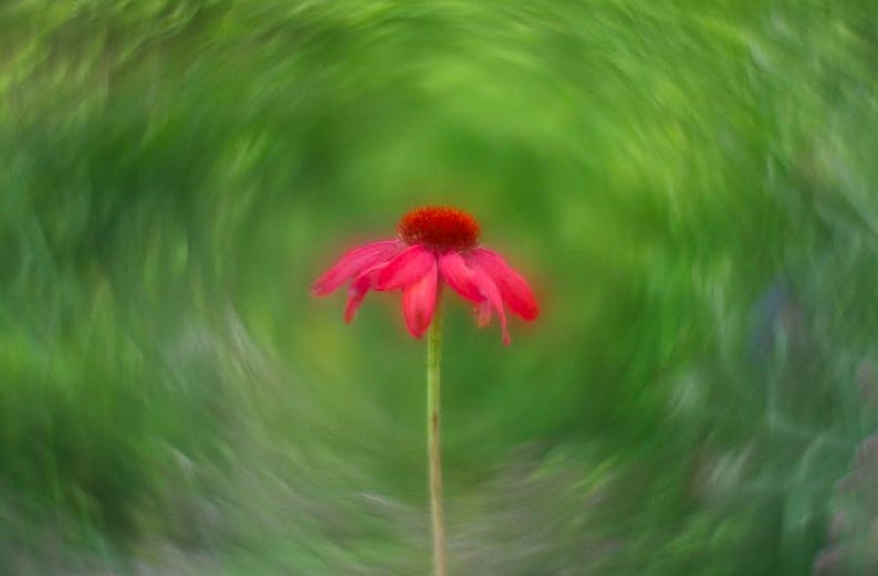 Pode incluir: Uma &uacute;nica flor rosa com um fundo verde desfocado. A flor est&aacute; em foco e o fundo est&aacute; desfocado.