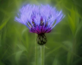 Objetivo Trioplan modificado: Objetivo Helios 44-3 Bokeh M42