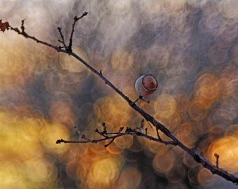 Obiettivo Bokeh modificato Trioplan: per Sony/Canon/Micro 4/3/FX Fuji/Nikon