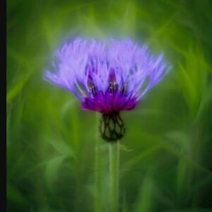May include: A single purple flower with a green stem and leaves in a blurred green background.