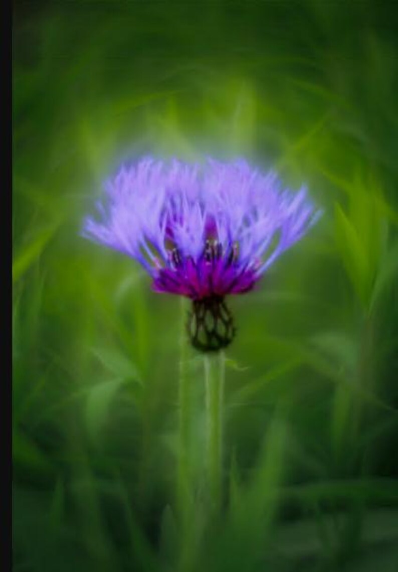 May include: A single purple flower with a green stem and leaves in a blurred green background.
