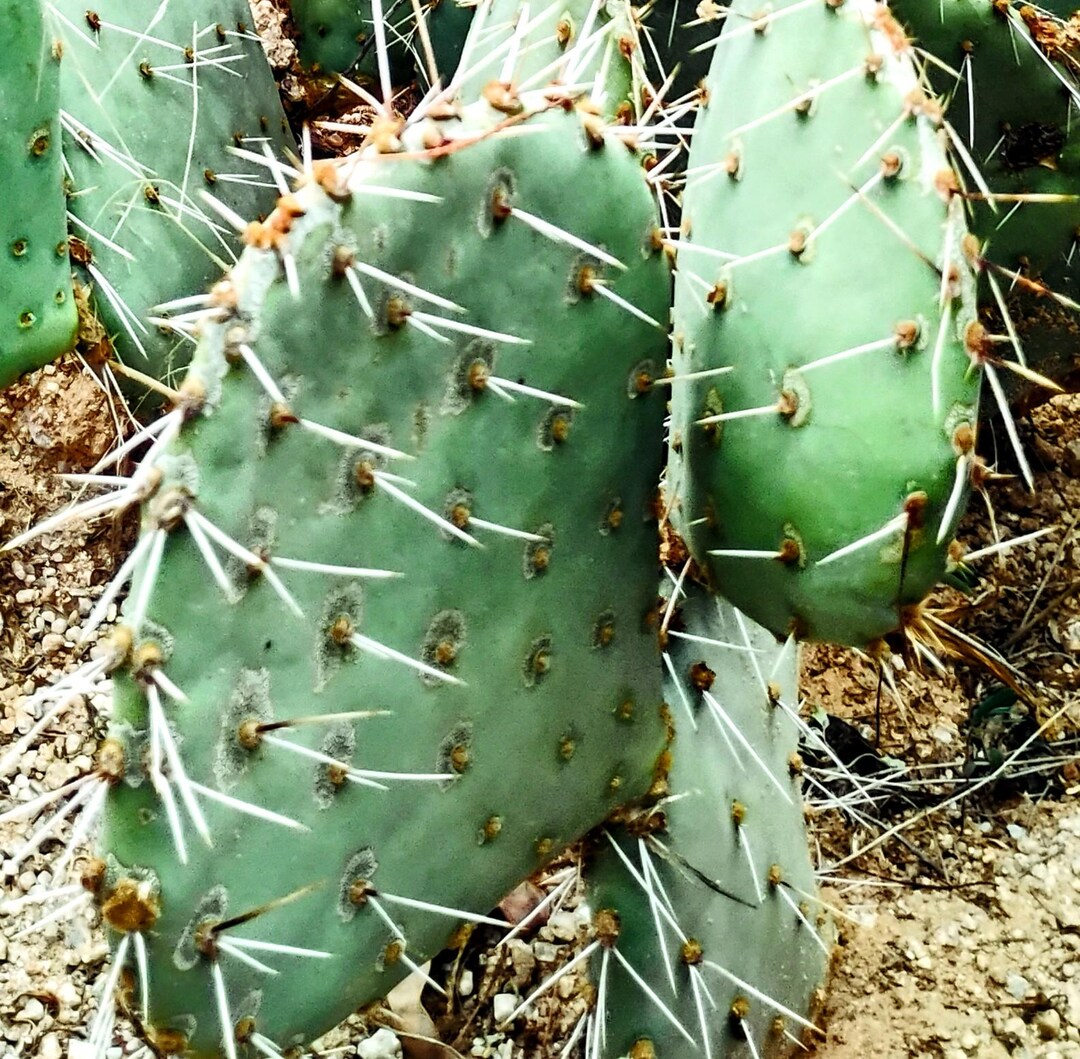 1 - Green Prickly Pear Cactus Pad (opuntia Robusta) W/ Rooting Instructions  & Positive Experience Label - Etsy