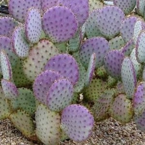 Violet Santa Rita Prickly Pear Pads (Opuntia gosseliniana) w/ Rooting Instructions & Positive Experience Label