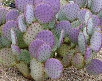 Violet Santa Rita Prickly Pear Pads (Opuntia gosseliniana) w/ Rooting Instructions & Positive Experience Label