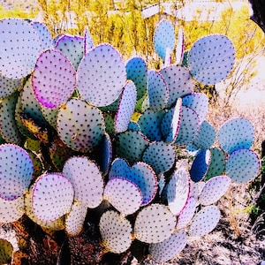 Violet Purple Prickly Pear Pads (Opuntia Santa Rita) w/ Rooting Instructions