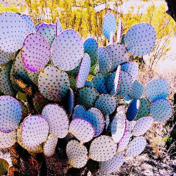 Violet Prickly Pear Cactus Pads: Opuntia Santa Rita