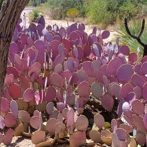 May include: A cluster of vibrant purple prickly pear cacti with flat, oval pads. The cacti are in a natural outdoor setting, with a tree trunk in the foreground and other desert plants in the background.