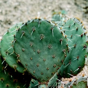 Green Prickly Pear Cactus Pads (Opuntia robusta) w/ Rooting Instructions & Positive Experience Label