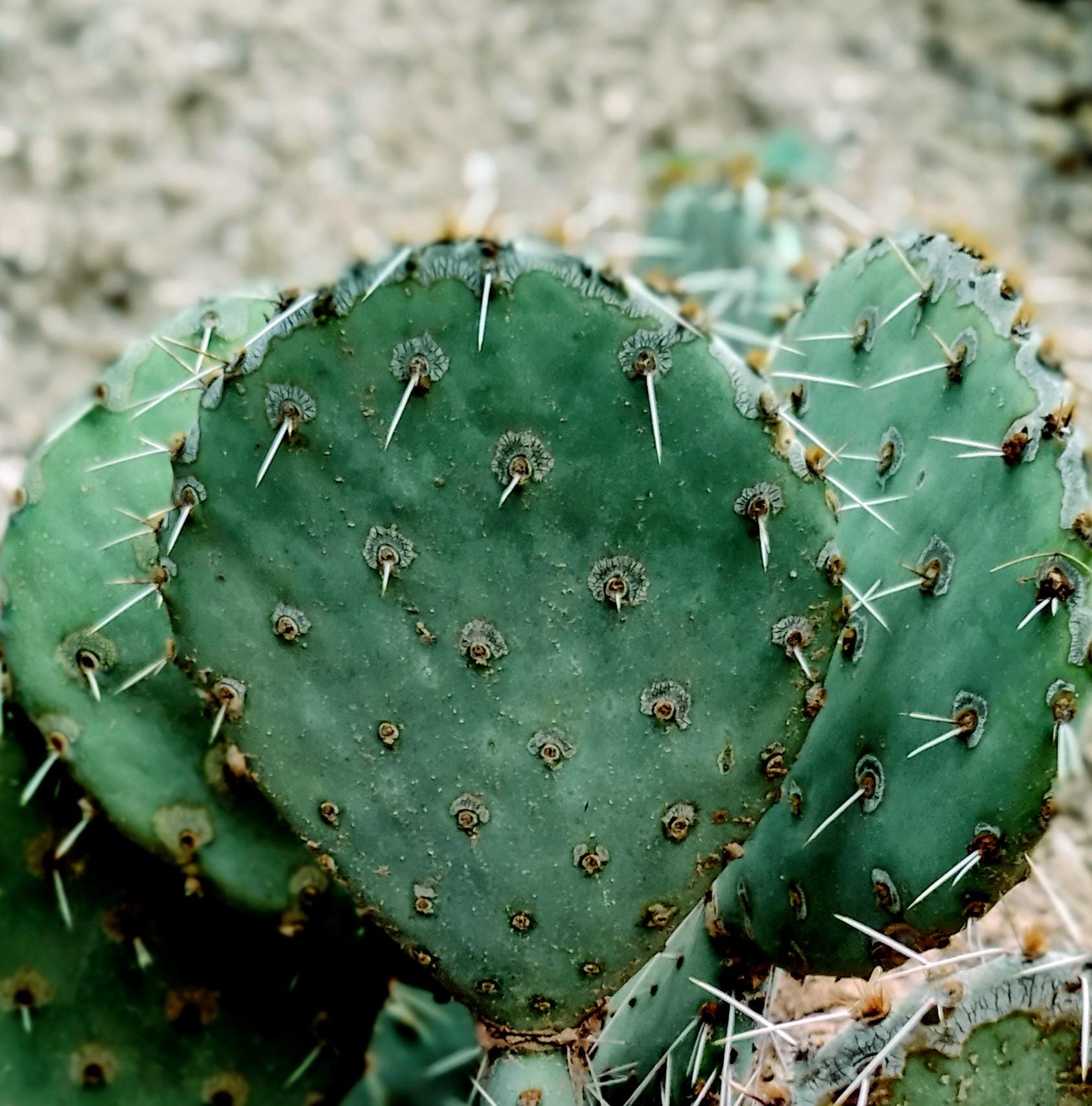 Green Prickly Pear Cactus Pads (opuntia Robusta) W/ Rooting Instructions. -  Etsy