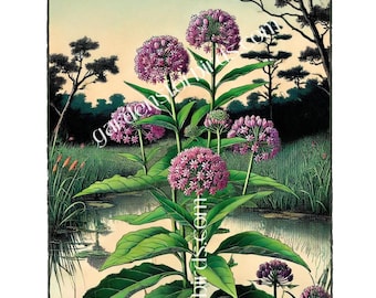 Showy Milkweed, Asclepias speciosa, Seeds