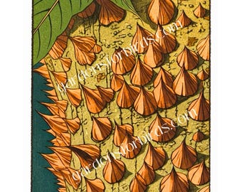 Hercules Club Tree Seeds: Zanthoxylum Clava-Herculis, Prickly Ash (10 Seeds)