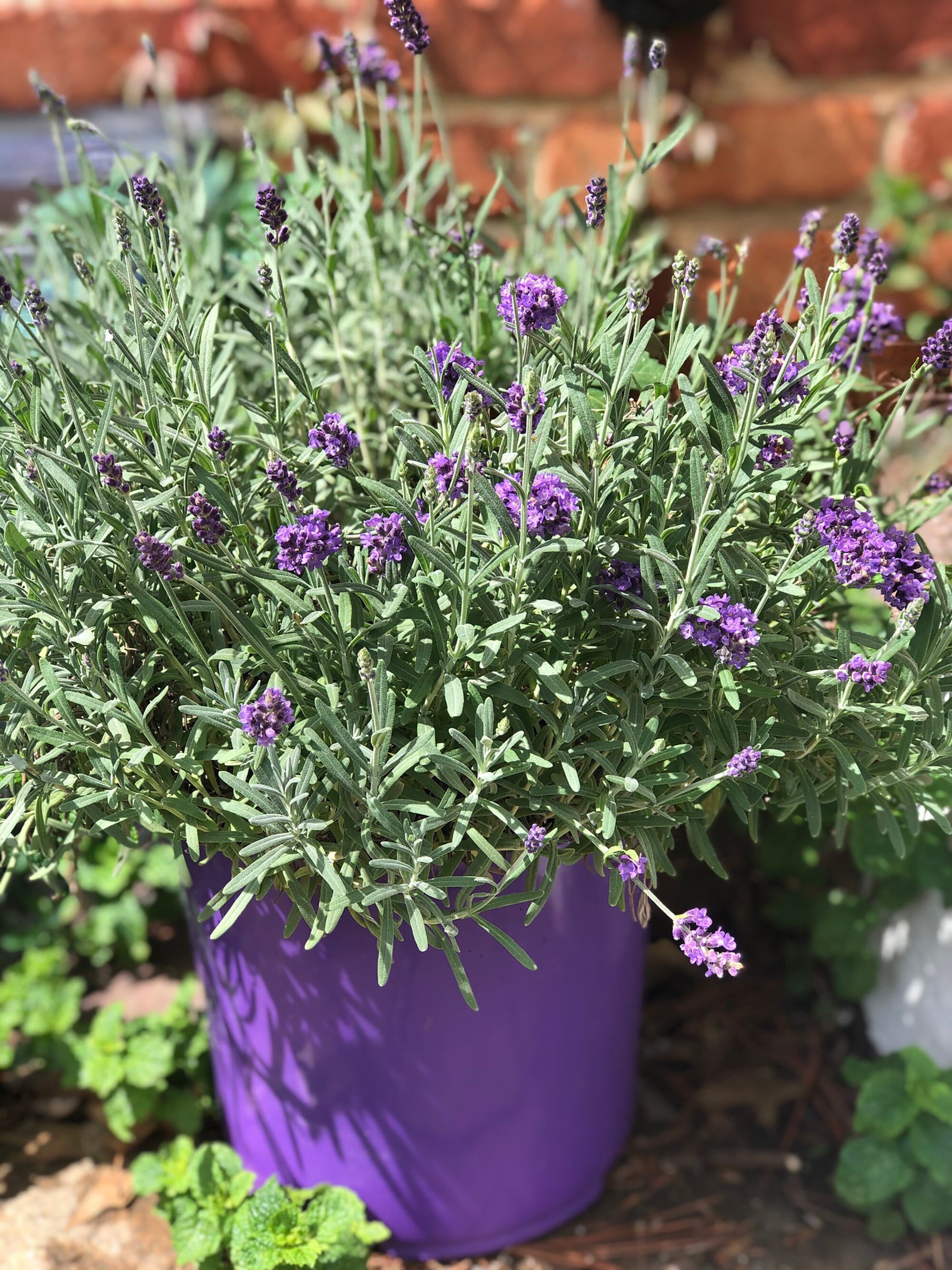 Natural Linen Lavender and Flaxseed Eye Mask / Floral Etsy
