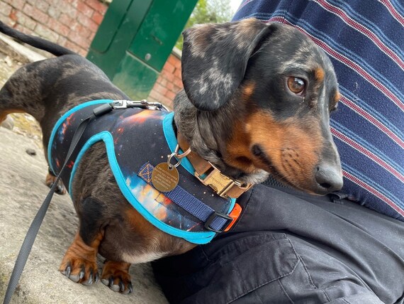 Dog harness for clearance miniature dachshund