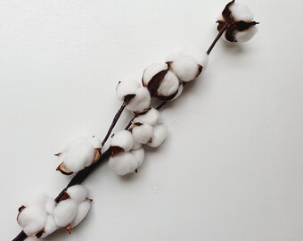 Cotton Ball Preserved Flower / White Cotton Flower / Dried Floral One Stem Only / Boho Style / Wedding Flowers / Birthday Decor / Engagement