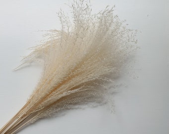 Natural Horsetail Flower / Preserved White Wedding Flower/ DIY Dried Flowers for Weddings / Occasional Flowers  / Home Decor and Interior