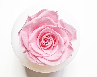 Baby Pink Preserved Rose | Single Rose Head Preserved | Forever Rose | Everlasting Rose