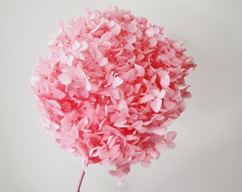 Preserved Deep Pink Hydrangea  / Dried Wedding Flower Bouquet / Dried Flowers for Weddings / Flowers for Occasions / Home Decor and Interior