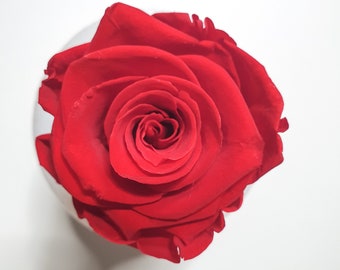 Pure Red Preserved Rose | Single Rose Head Preserved | Forever Rose | Everlasting Rose
