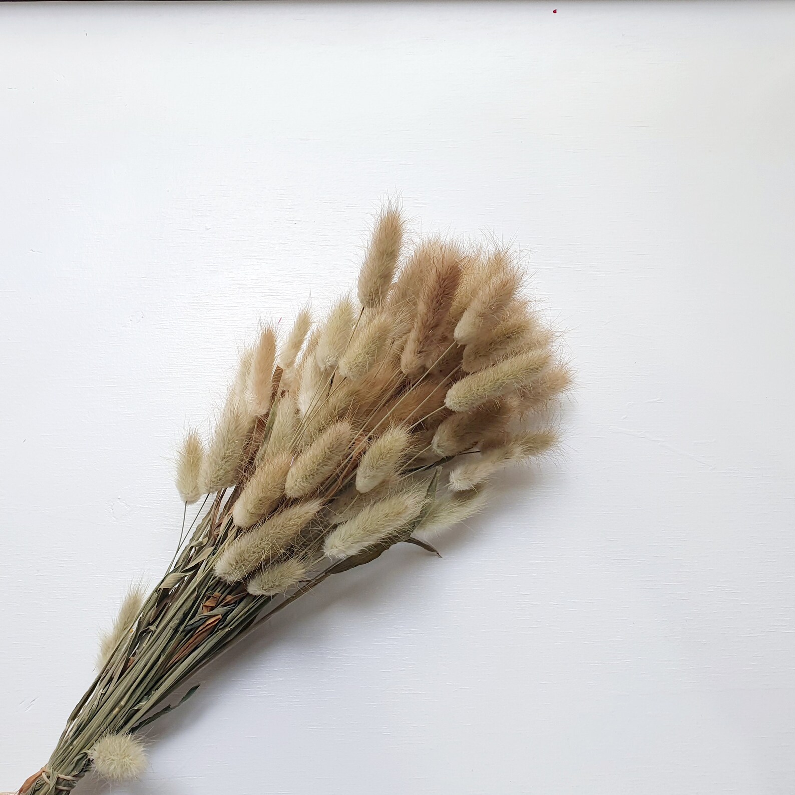Preserved Natural Bunny Tails / Dried Rabbit Tail Grass / Etsy