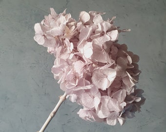 Premium Preserved Lavender Hydrangea / Dried and Preserved Flowers / Hydrangea Assorted Colours / Light Purple Flowers / Dried Flowers