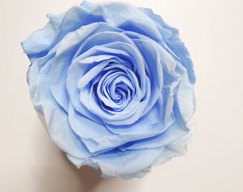 Baby Blue Preserved Rose | Single Rose Head Preserved | Forever Rose | Everlasting Rose