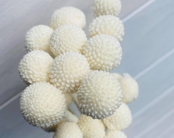 Preserved White Billy Buttons | Dried Billy Buttons, Stunning Flower, Naturally Dry Flower, White Fluffy Dried Billy Button Flower