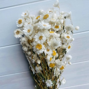 Natural White Preserved and Dried Rodanthe Daisies / Dried Daisies Flowers / Dried Flowers / Preserved Flowers / Pink Daises / White Daisies