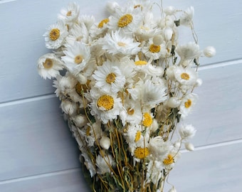 Natural White Preserved and Dried Rodanthe Daisies / Dried Daisies Flowers / Dried Flowers / Preserved Flowers / Pink Daises / White Daisies