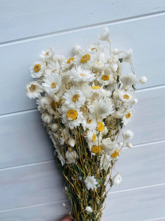 Natural White Preserved and Dried Rodanthe Daisies / Dried Daisies Flowers  / Dried Flowers / Preserved Flowers / Pink Daises / White Daisies 