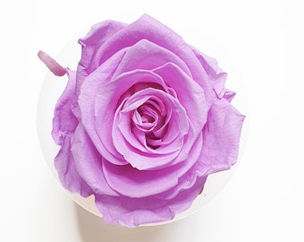 Vibrant Light Purple Eternal Rose | Single Rose Head Preserved | Forever Rose | Everlasting Rose