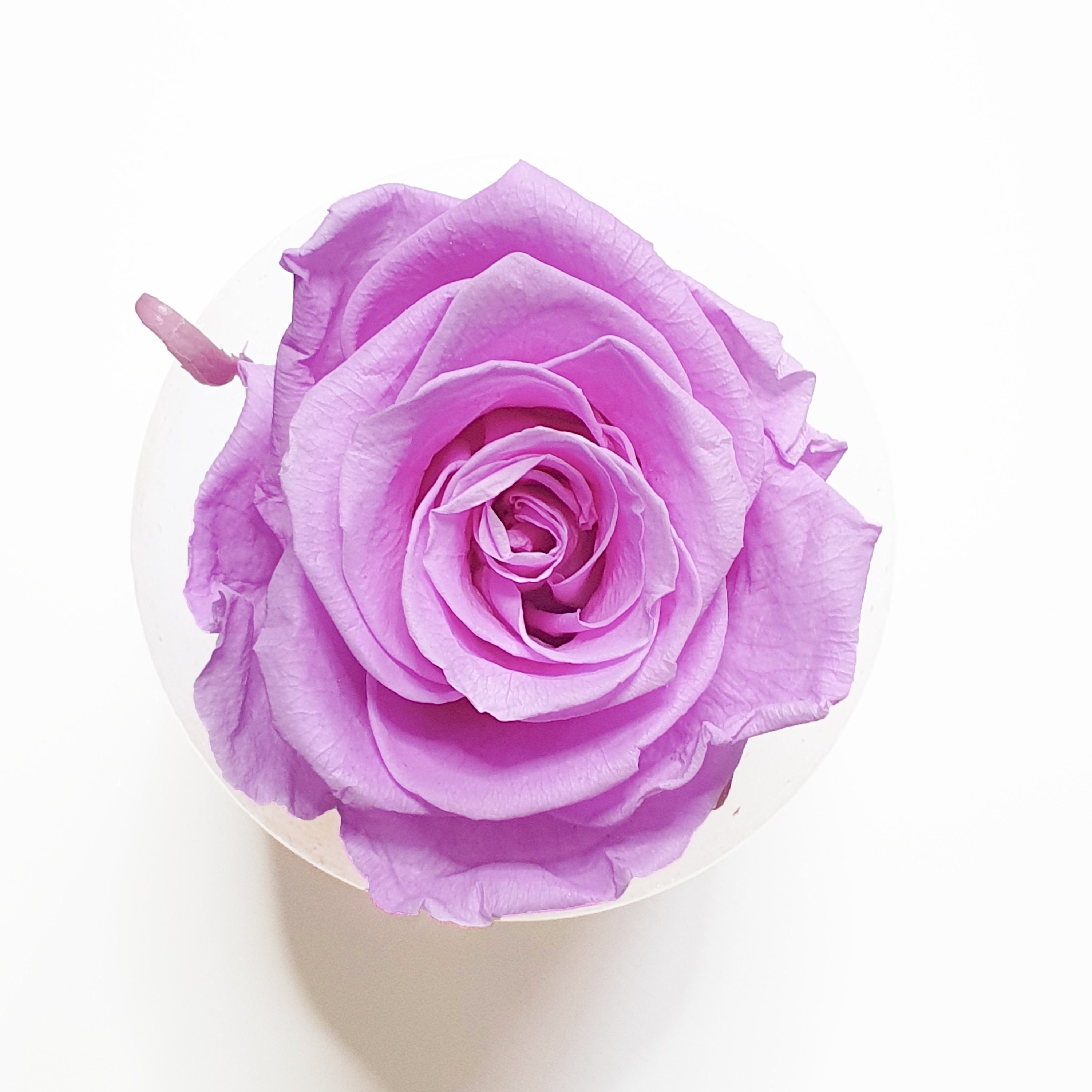 Lavender roses, wholesale roses, Deep purple Roses