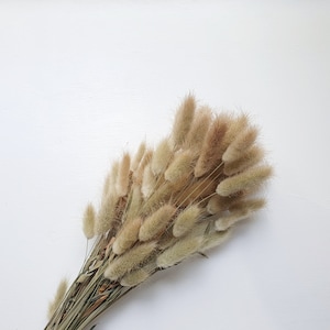 Preserved Natural Bunny Tails / Dried Rabbit Tail Grass / Dried and Preserved Flowers / Forever Flowers / Home Decor / Blue Flowers