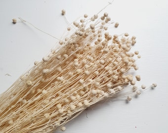 Bleached White Acacia Bean Preserved Flower | ACACIA BEAN FLOWER, Best Preserve Flower, Cute Preserve Flower,  Dried Flowers For Decoration