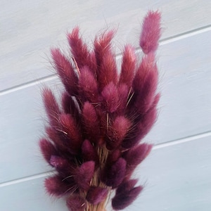 Preserved Burgundy Bunny Tails / Dried Rabbit Tail Grass / Dried and Preserved Flowers / Forever Flowers / Home Decor
