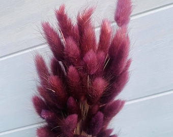 Preserved Burgundy Bunny Tails / Dried Rabbit Tail Grass / Dried and Preserved Flowers / Forever Flowers / Home Decor