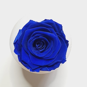 May include: A single, preserved blue rose in a white, round container. The rose is fully bloomed and has a delicate, velvety texture.