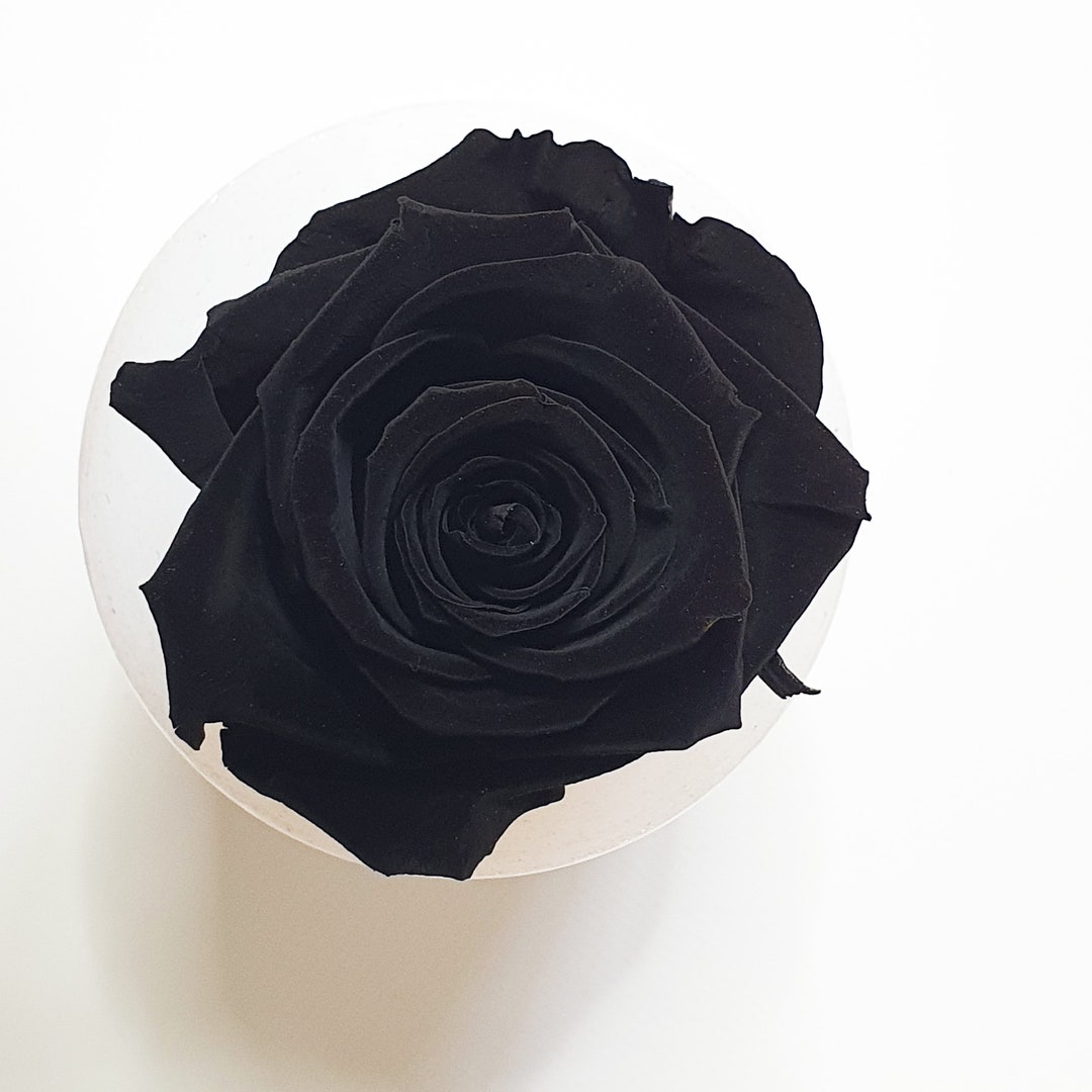 Exotic Black Eternal Rose | Single Rose Head Preserved
