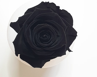 Exotic Black Eternal Rose | Single Rose Head Preserved | Forever Rose | Everlasting Rose
