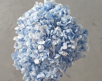 Beautiful Premium Preserved Blue Hydrangea / Assorted Dried and Preserved Flowers / Vivid Blue Hydrangea Stem / Premium Blue Dried Flower