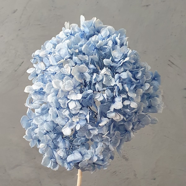 Beautiful Premium Preserved Blue Hydrangea / Assorted Dried and Preserved Flowers / Vivid Blue Hydrangea Stem / Premium Blue Dried Flower