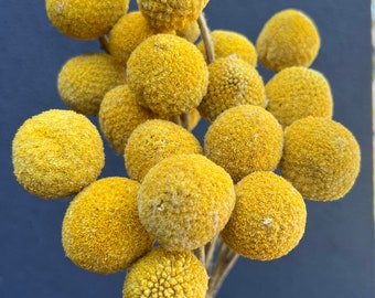 Natural Billy Buttons / Dried Billy Buttons, Stunning Dry Flower, Naturally Dry Flower, Yellow Colors Fluffy Dried Billy Button Flower