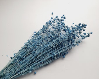 Blue Acacia Bean Preserved Flower | ACACIA BEAN FLOWER, Best Preserve Flower, Cute Preserve Flower, Blue Acacia  For Decoration