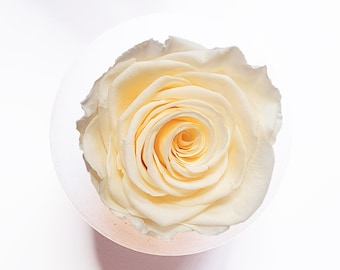 Everlasting Cream Rose Head | Single Rose Head Preserved | Forever Rose | Everlasting Rose