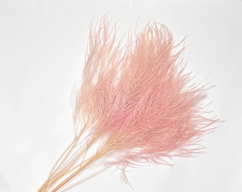 Dried Natural Tiki Fern | Dried Flower Bunches | Naturally Preserved Tiki Foliage | Wedding Decor | Home Decor | Floral Arrangments