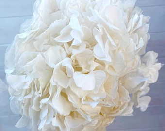 Deluxe/Premium Preserved White Hydrangea / Assorted Dried and Preserved Flowers / Vivid Blue Hydrangea Stem / Premium Blue Dried Flower