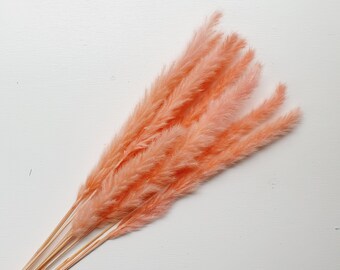 Salmon Coloured Pampas Dried Flowers / Tall Flowers Used for Home Decor / Dried and Preserved Flowers / Interior Home Decor and Homeware