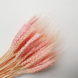 May include: A bunch of dried wheat stalks dyed a light pink colour. The stalks are arranged in a fan shape and have a soft, feathery texture.