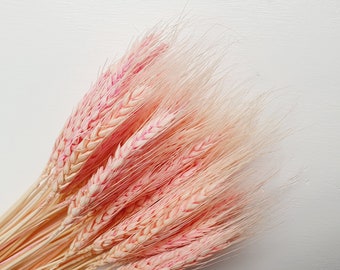 Passionate Pink Wheat Grass Flower|Dried Wheat Grass, Dried Botanicals, Gorgeous Dry Flowers, Best Wheat Grass  For Interior Home Decor