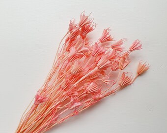 Pink Octagon Dried Flower/ Star Flower / Everlasting and Dried / Dried and Preserved Flowers / Interior Home Decor / Pink Preserved Flowers