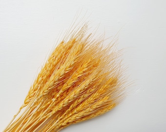 Orange Wheat Grass Flower| Dried Wheat Grass Flower, Dried Botanicals, Gorgeous Dry Flowers, Best Wheat Grass Flower For Interior Home Decor